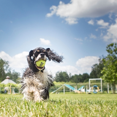 KONG-AIR-DOG-SQUEAKER-BALL-X-LARGE