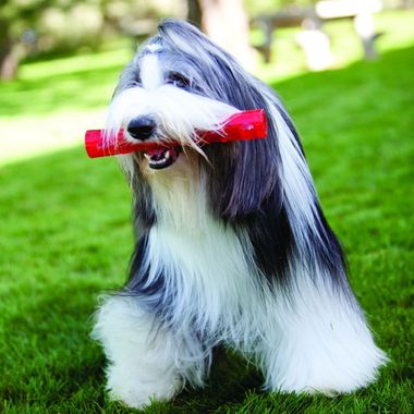 KONG-LARGE-SQUEEZZ-BALL