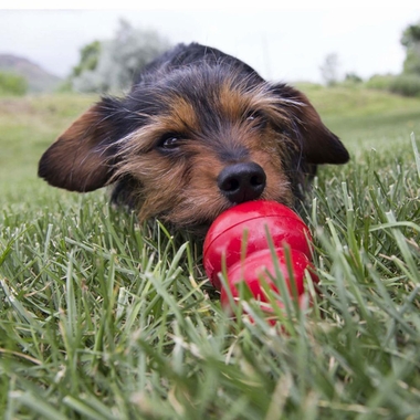 KONG-LIVER-EASY-TREAT