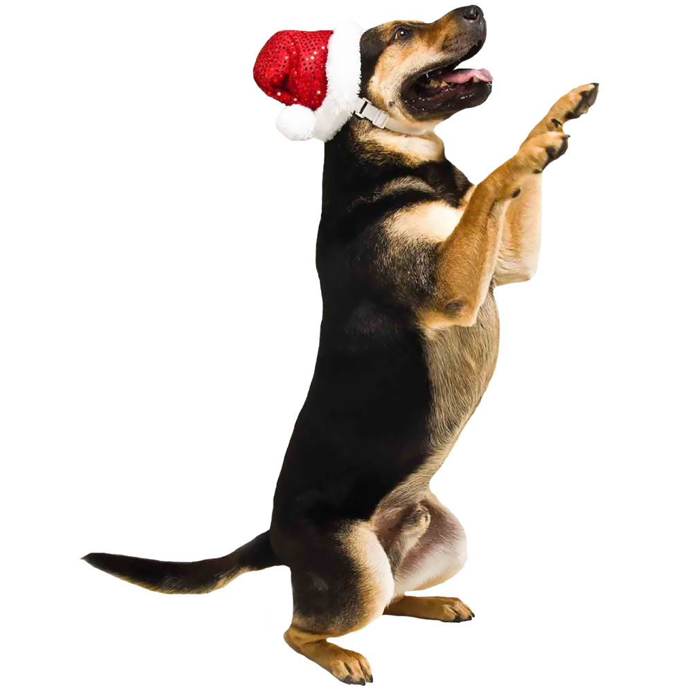 KYJEN-HOLIDAY-LED-SANTA-HAT-MEDIUM