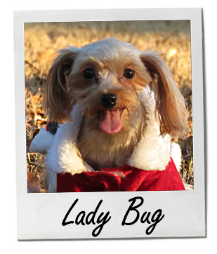Lady Bug (8/27/13)