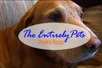 Lawsuits, Good Dogs & Memories: The EntirelyPets Weekly Recap (February 7-13, 2015)