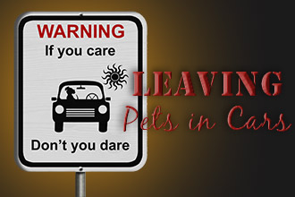 Leaving Pets in Cars: If You Care- Dont You Dare!