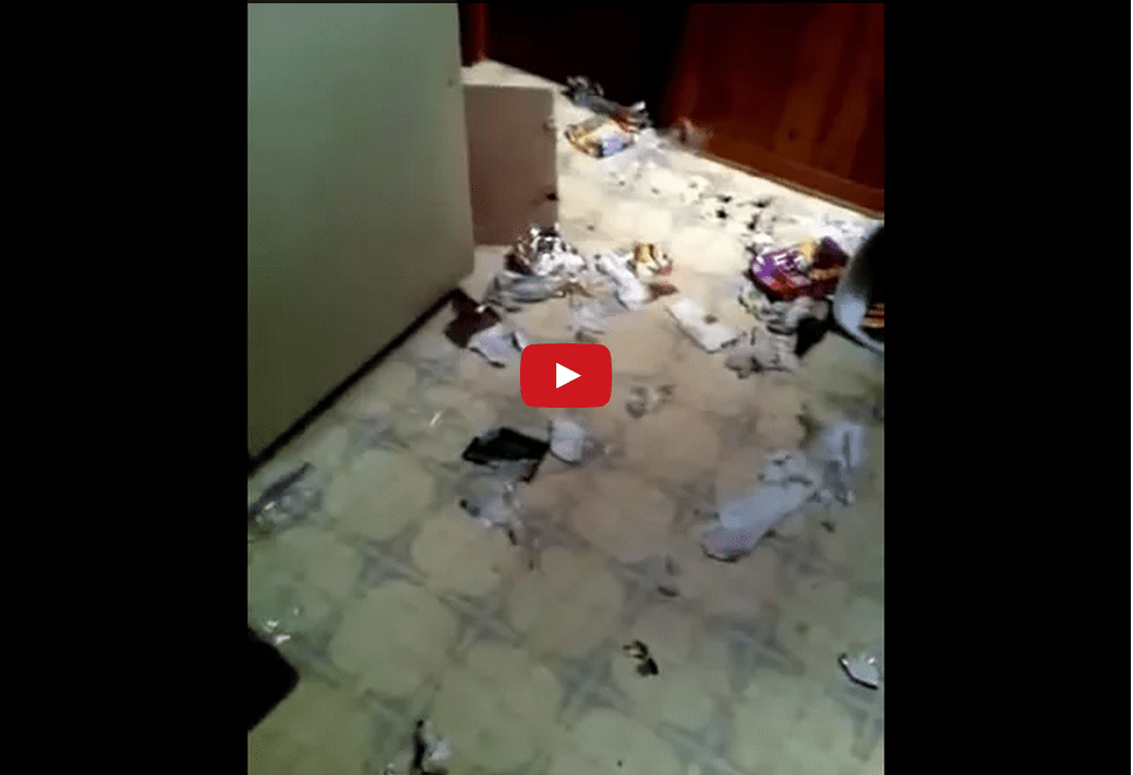 Life with an English Mastiff Can Be a Little "Ruff"! This Dog is TOO Funny!!