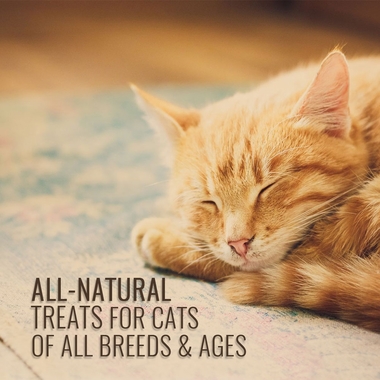 LIL-BITZ-CATS-2-PACK