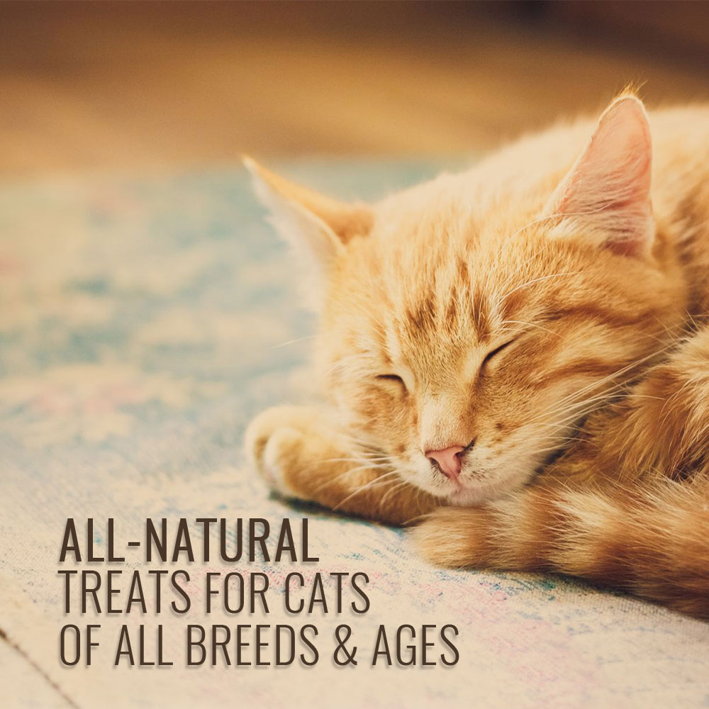 LIL-BITZ-CATS-2-PACK