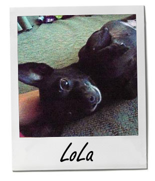 Lola (5/1/13)