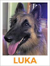 Luka, the Mystery Pup!
