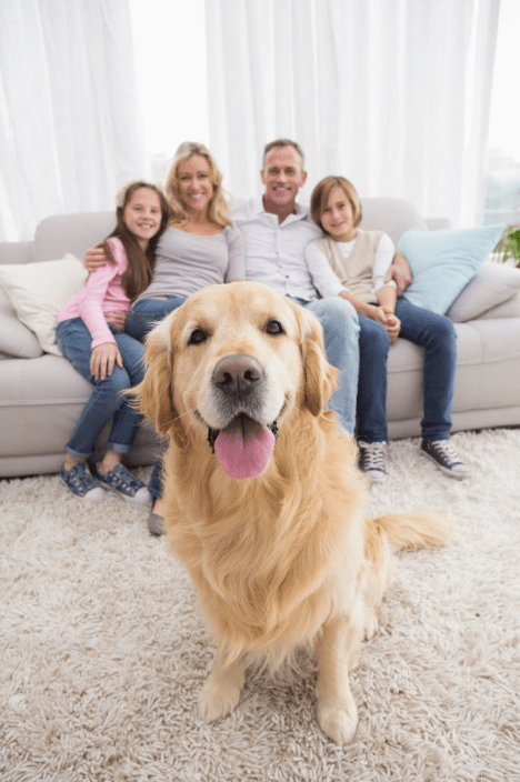 Major Stores That Allow Dogs Inside (Pet-Friendly Policies)