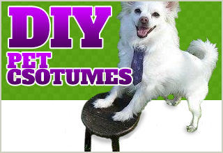 Make Your Own Pet Costume