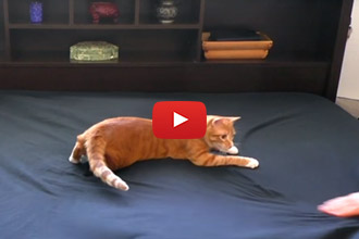 Making The Bed When Your Cat's Around...