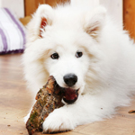 Making Your Home Pet Friendly