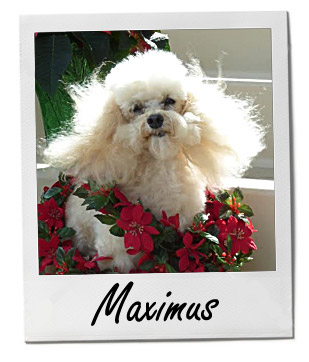 Maximus 12/30/13