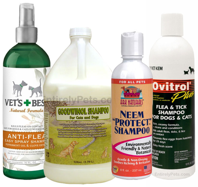 Medicated shampoos for Cats 