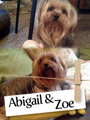 Meet Abigail And Zoe, The New York, Yorkie Pair!