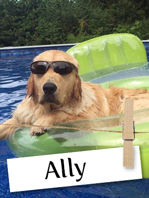 Meet Ally, The Beautiful and Loving Golden Retriever 