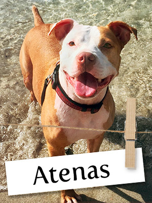Meet Atenas: The Happiest Pit Bull in the Whole World