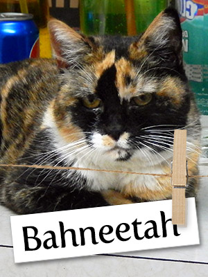 Meet Bahneetah: The Brave Survivor Kitty