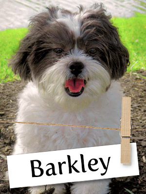 Meet Barkley, The Adventurous Shichon!