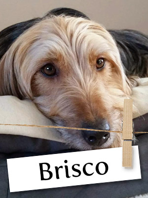 Meet Brisco, The Brilliant Terrier!