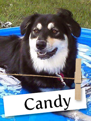 Meet Candy: The Amazing Rescue Dog Who Helped Her Owner Through Cancer