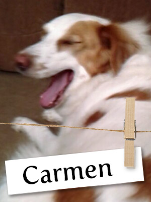 Meet Carmen, The Brittany Mix Who Is The Best Friend Someone Could Ask For!