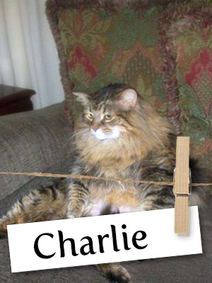 Meet Charlie: The Rescue Cat With A Troubled Past