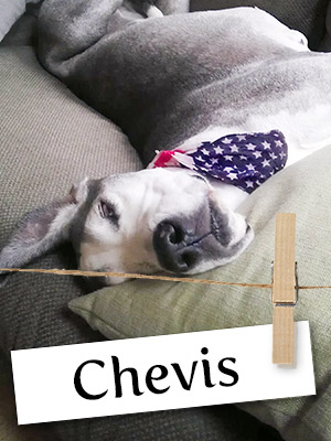 Meet Chevis: The Gentle Giant Who has a Heart of Gold