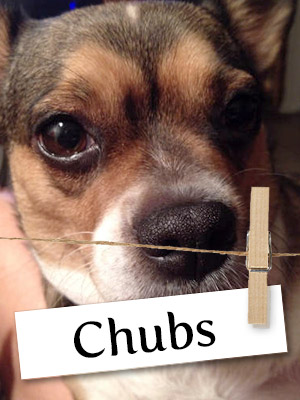Meet Chubs: The Adorable Chi-Corgi!