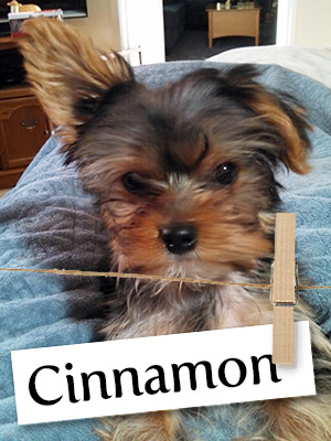 Meet Cinnamon: The Yorkie Who Brings Smiles To All