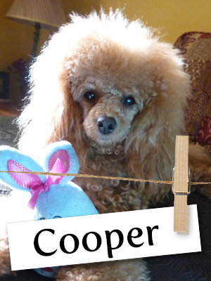 Meet Cooper: The Poodle Who Helped Fill a Void in His Owner's Heart