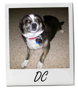 Meet DC: A Lovable Chihuahua Who Hates Baths - Pet of the Week