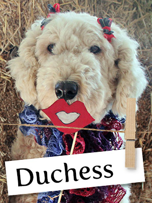 Meet Duchess: A Gentle Komondor Who Was Rescued From a Barn