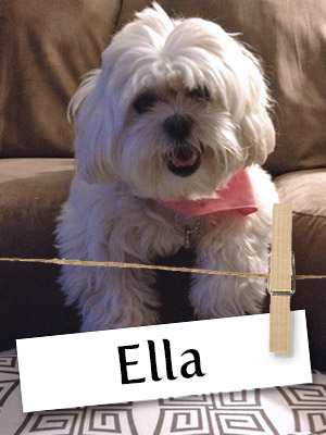 Meet Ella: The Talented Teddy Bear!