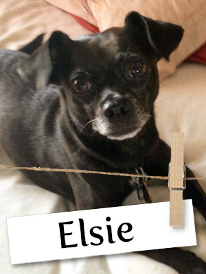 Meet Elsie: A Rescue Dog Who Was Miraculously Saved