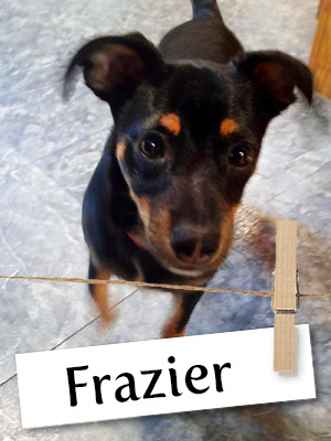 Meet Frazier, The Mini Pinscher Found In A Drainage Pipe!