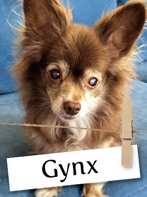 Meet Gynx, The Courageous Chihuahua!