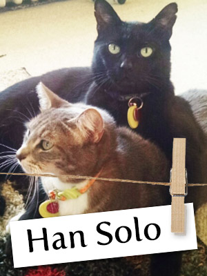 Meet Han Solo, The Cat Who Chose His Humans