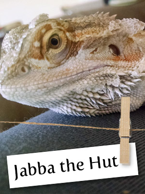 Meet Jabba, The Rescue Lizard!
