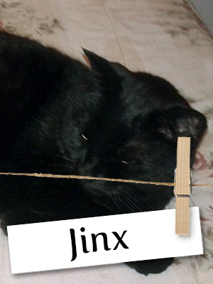 Meet Jinx, the Luckiest Black Cat!