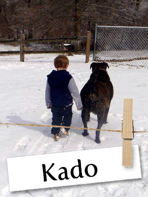 Meet Kado, This 154 Pound Gentle Giant From Tennessee! 