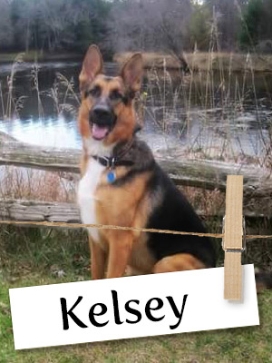 Meet Kelsey: A Gentle German Shepherd Who Loves Her Human Brother