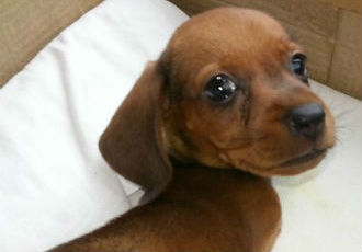 Meet "Tito" The Two-Legged Dog and the Man Who Traveled 700 Miles to Adopt Him