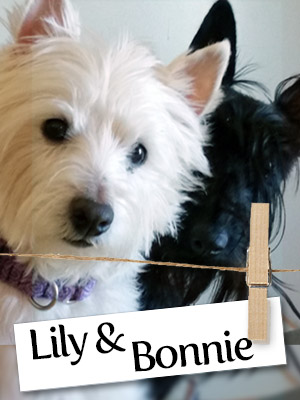Meet Lily and Bonnie: The Cutest Dog Duo In Vermont!