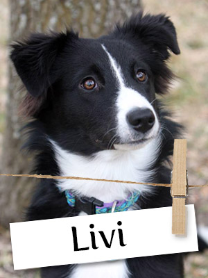Meet Livi, The Loving Border Collie Mix!