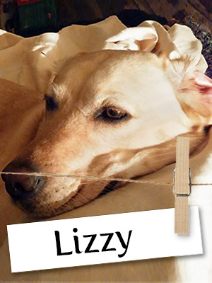 Meet Lizzy: An Amazing Service Dog Who Loves Adventure