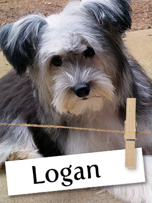 Meet Logan, The Super Hero In Disguise!