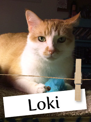 Meet Loki: The Adorable Shelter Cat Who Stole His Owner's Heart