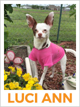 Meet Luci Ann the Charming Chihuahua