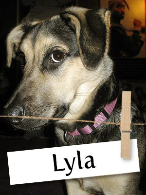 Meet Lyla: The Happy Puppy Who Loves Snow!